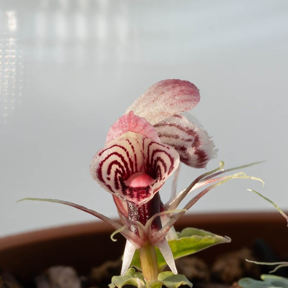 Corybas shanlinshiensis is a very small terrestrial orchid belonging to the genus Corybas, commonly known as helmet orchids. It typically produces a single leaf and a single flower, with the flower forming a hood-like structure created by a large dorsal sepal that curves over the reproductive column.