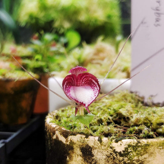 Corybas annamensis