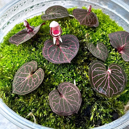 Corybas ecarinatus is a rare and enigmatic terrestrial orchid species native to southern Thailand. Belonging to the Corybas genus, known for its distinctive helmet-shaped flowers, this species is notable for its unique morphology and specific ecological requirements.