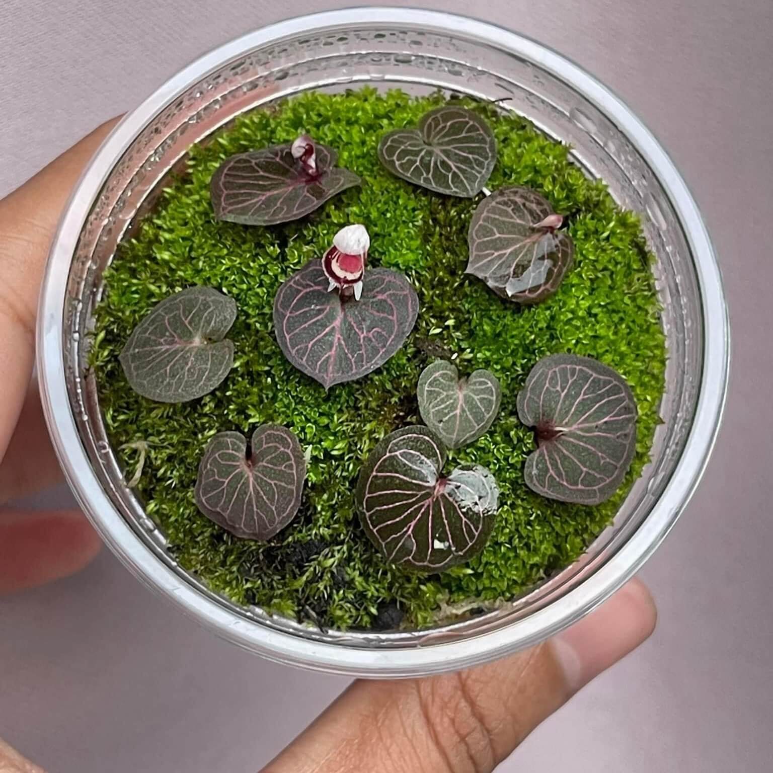 Corybas ecarinatus is a rare and enigmatic terrestrial orchid species native to southern Thailand. Belonging to the Corybas genus, known for its distinctive helmet-shaped flowers, this species is notable for its unique morphology and specific ecological requirements.