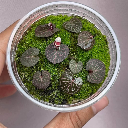 Corybas ecarinatus is a rare and enigmatic terrestrial orchid species native to southern Thailand. Belonging to the Corybas genus, known for its distinctive helmet-shaped flowers, this species is notable for its unique morphology and specific ecological requirements.