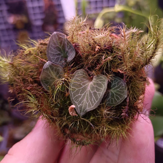 Corybas geminigibbus is a rare and fascinating helmet orchid native to Southeast Asia, including Thailand, Peninsular Malaysia, Indonesia, and the Philippines. This species thrives in lowland montane forests at elevations around 1,200 meters, where it grows on humus-rich ridges in humid environments.