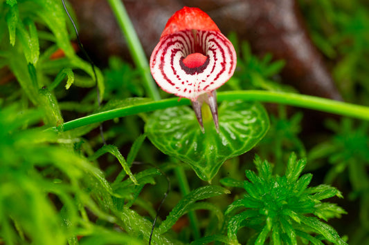 Corybas himalaicus is a small terrestrial orchid in the helmet orchid genus Corybas, native to the eastern Himalayas and surrounding regions including Assam, western Sichuan and western Yunnan in China, and also recorded in Taiwan. It grows only a few centimeters tall with a single leaf positioned just below a solitary flower.
