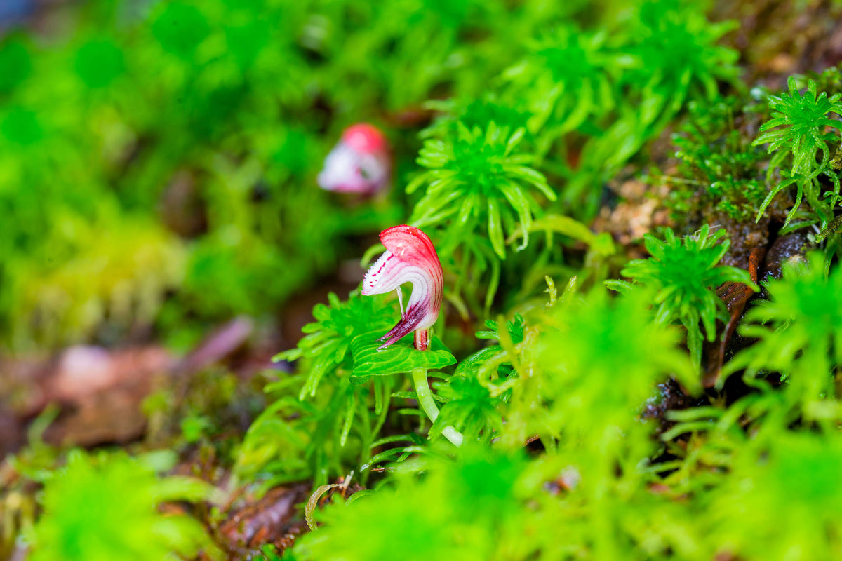 Corybas himalaicus is a small terrestrial orchid in the helmet orchid genus Corybas, native to the eastern Himalayas and surrounding regions including Assam, western Sichuan and western Yunnan in China, and also recorded in Taiwan. It grows only a few centimeters tall with a single leaf positioned just below a solitary flower.
