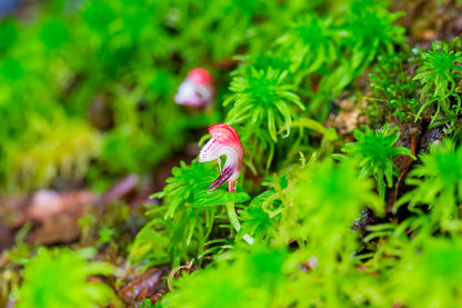 Corybas himalaicus is a small terrestrial orchid in the helmet orchid genus Corybas, native to the eastern Himalayas and surrounding regions including Assam, western Sichuan and western Yunnan in China, and also recorded in Taiwan. It grows only a few centimeters tall with a single leaf positioned just below a solitary flower.