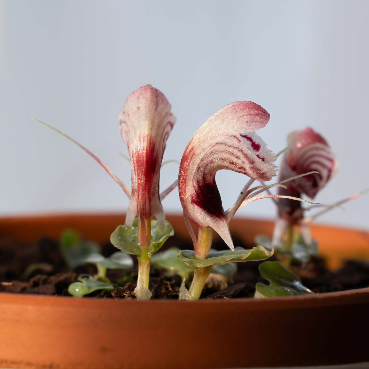 Corybas shanlinshiensis is a very small terrestrial orchid belonging to the genus Corybas, commonly known as helmet orchids. It typically produces a single leaf and a single flower, with the flower forming a hood-like structure created by a large dorsal sepal that curves over the reproductive column.