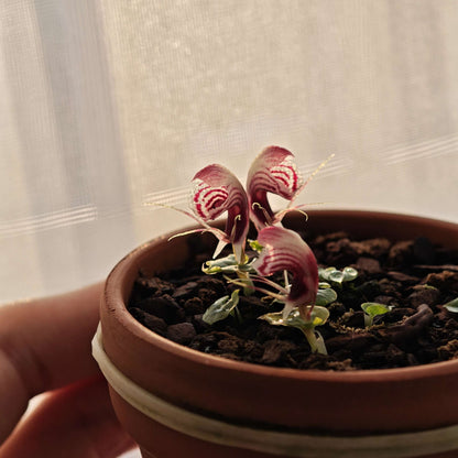 Corybas shanlinshiensis is a very small terrestrial orchid belonging to the genus Corybas, commonly known as helmet orchids. It typically produces a single leaf and a single flower, with the flower forming a hood-like structure created by a large dorsal sepal that curves over the reproductive column.