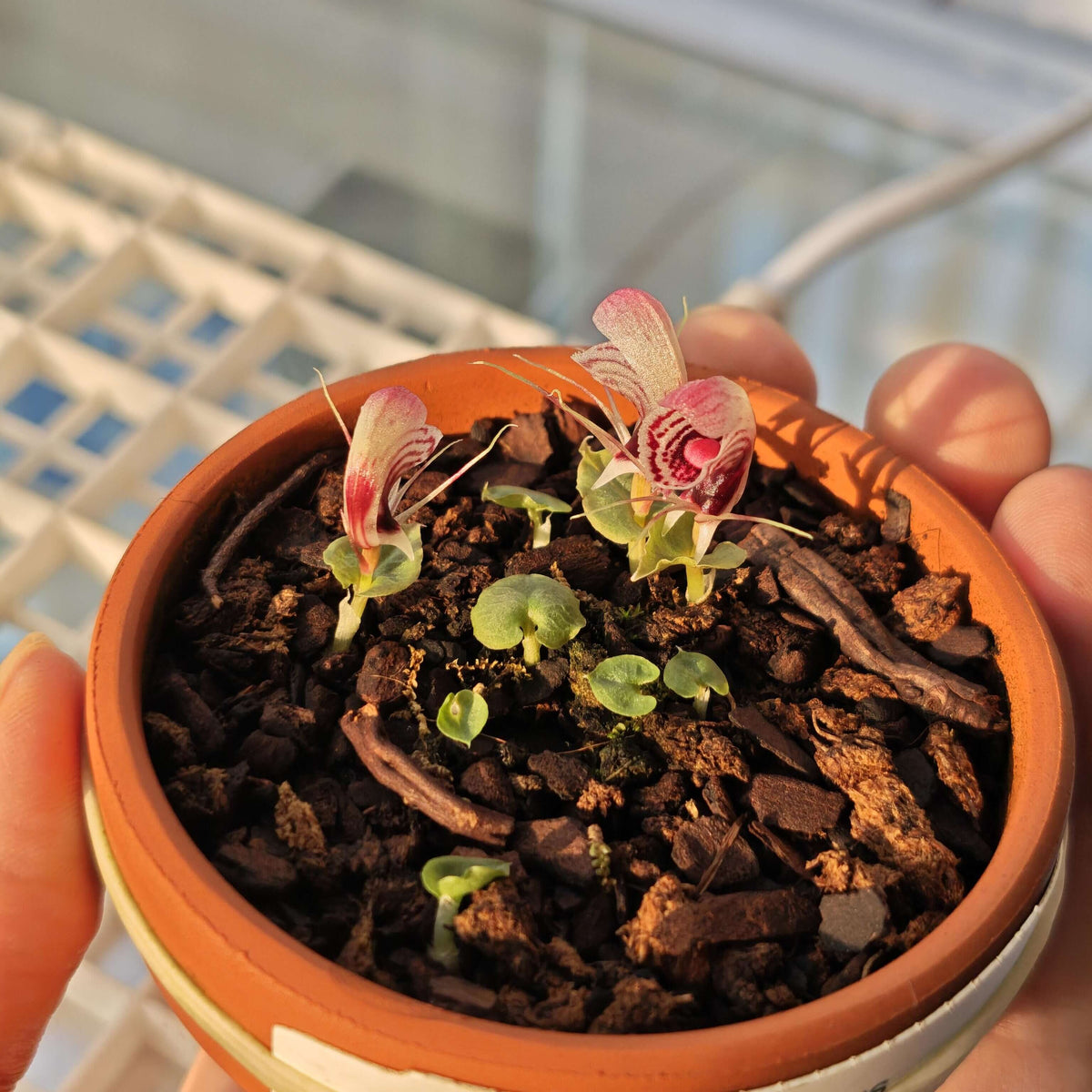 Corybas shanlinshiensis is a very small terrestrial orchid belonging to the genus Corybas, commonly known as helmet orchids. It typically produces a single leaf and a single flower, with the flower forming a hood-like structure created by a large dorsal sepal that curves over the reproductive column.