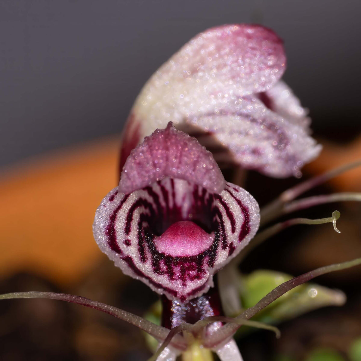 Corybas shanlinshiensis is a very small terrestrial orchid belonging to the genus Corybas, commonly known as helmet orchids. It typically produces a single leaf and a single flower, with the flower forming a hood-like structure created by a large dorsal sepal that curves over the reproductive column.