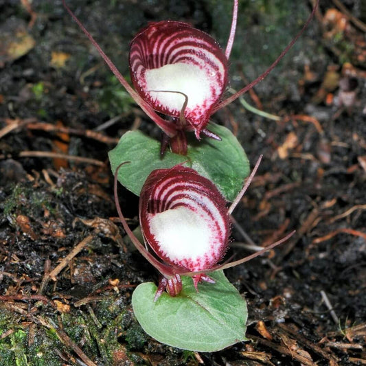 Corybas sinii is a miniature helmet orchid native to China, including Guangxi, Yunnan, and central Taiwan. It belongs to the genus Corybas within the subtribe Acianthinae. These orchids are very small, reaching only a few centimeters in height. Corybas sinii grows on mossy ground or decaying wood in moist, shady forest habitats, particularly along the slopes of the Gaoligong Mountains.