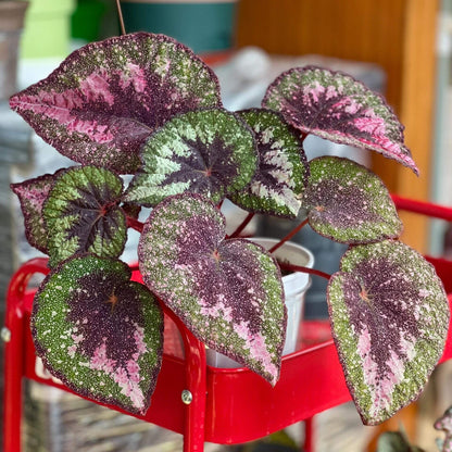 Begonia Antares – A stunning and unique variety of decorative-leaved Begonia, known for its large, spirally curling leaves and soft texture. This beautiful plant is perfect for collectors and those looking to add a touch of elegance to their home or garden.