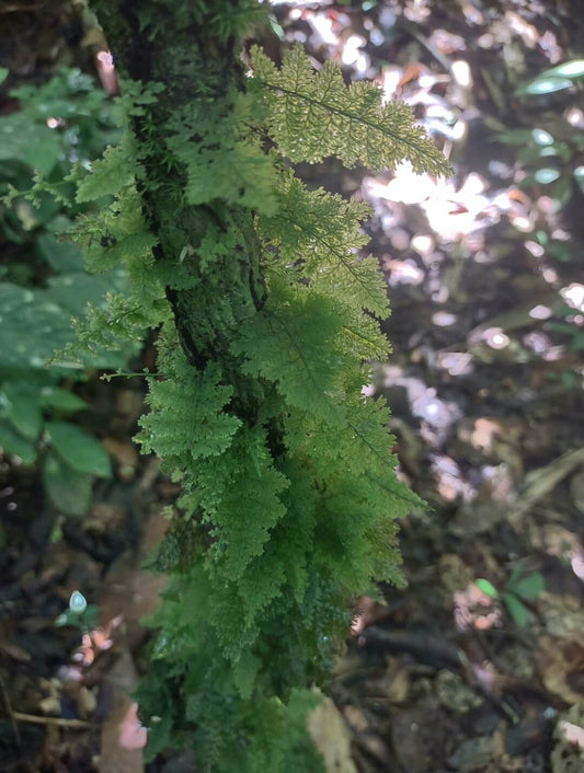 Crepidomanes christi is a rare and delicate fern native to Southeast Asia, including regions such as Malaysia, Luzon, and Borneo. Belonging to the Hymenophyllaceae family and the Crepidomanes genus, it is known for its unique and intricate appearance.