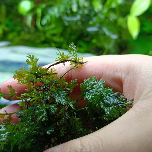 Crepidomanes latealatum is a delicate, epiphytic fern belonging to the Hymenophyllaceae family. It is native to various regions across Asia, including the Himalayas, Southeast Asia, and parts of East Asia, such as Japan and Taiwan. It typically grows on mossy tree trunks or rocks in moist, dense forests and is well-suited for terrariums. Additionally, it can be grown underwater, making it an excellent choice as an aquatic plant.