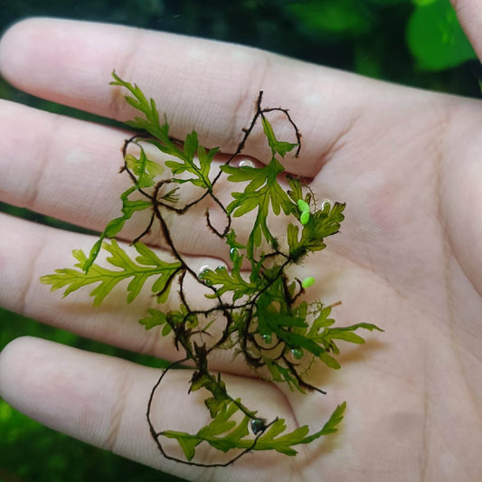Crepidomanes omeiense, a species of filmy fern in the Hymenophyllaceae family, was first described by Ching & Chiu in 1959. Native to Sichuan province, China, it features delicate and translucent fronds typical of filmy ferns, requiring high humidity and moisture to thrive. Well-suited for terrariums, it can also be grown underwater, making it an excellent choice as an aquatic plant.