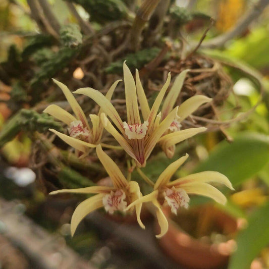 Dendrobium cucumerinum, commonly known as the cucumber orchid or gherkin orchid, is a miniature epiphytic orchid native to eastern Australia. Its unique, cucumber-shaped leaves and delicate flowers make it a favorite among tropical plant enthusiasts and orchid collectors. This plant thrives in controlled environments with stable temperature and humidity, making it an ideal candidate for cultivation in terrariums or miniature ecosystems.