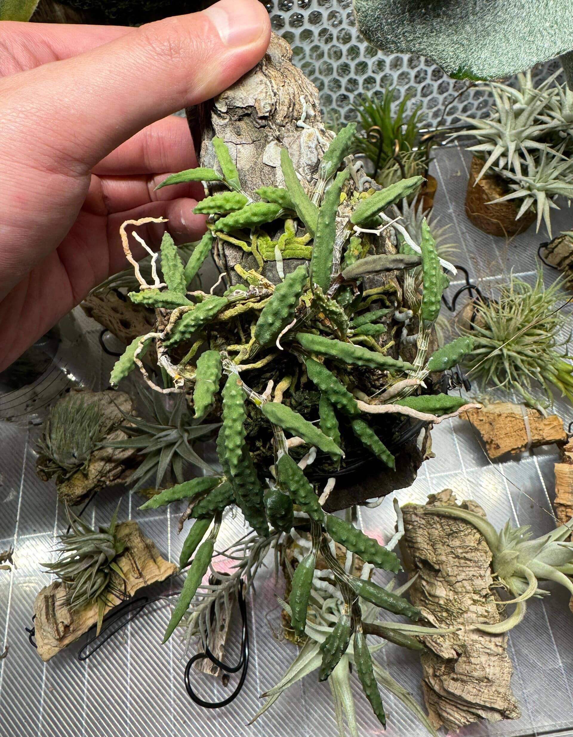 cucumber succulent plant Cucumber Orchid (Dendrobium cucumerinum) for Sale – Begin With Plants