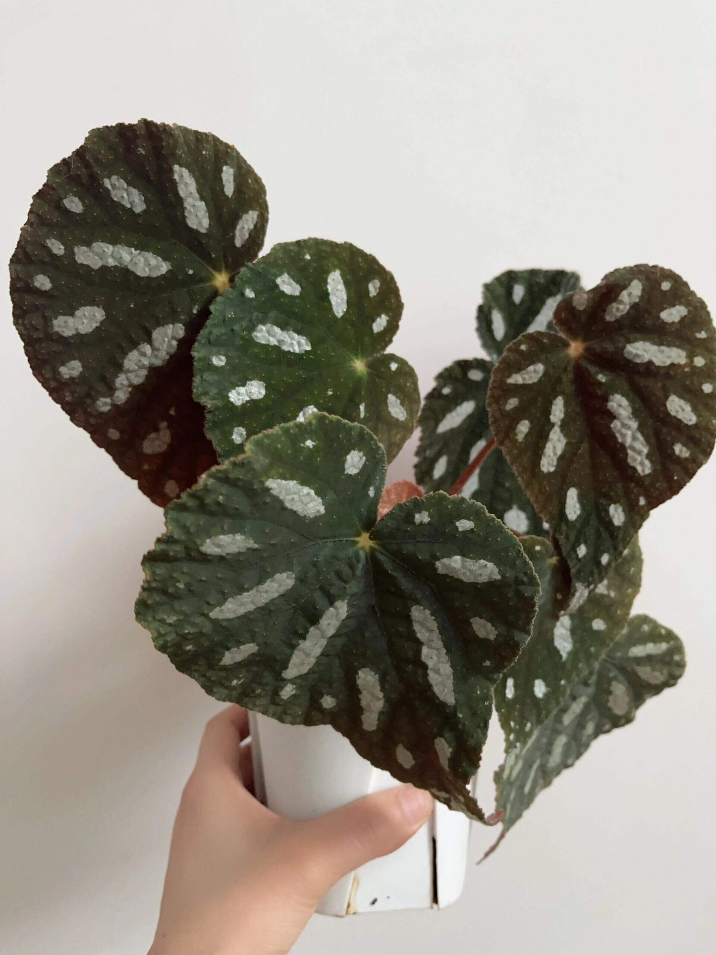 Begonia filiformis is a rare and fascinating Begonia species, native to the subtropical regions of Guangxi, China, and northern Vietnam. Known for its unique leaf patterns, featuring delicate white spots between the main veins, and its compact growth, this plant is perfect for collectors and those looking to add a distinctive touch to their indoor spaces.