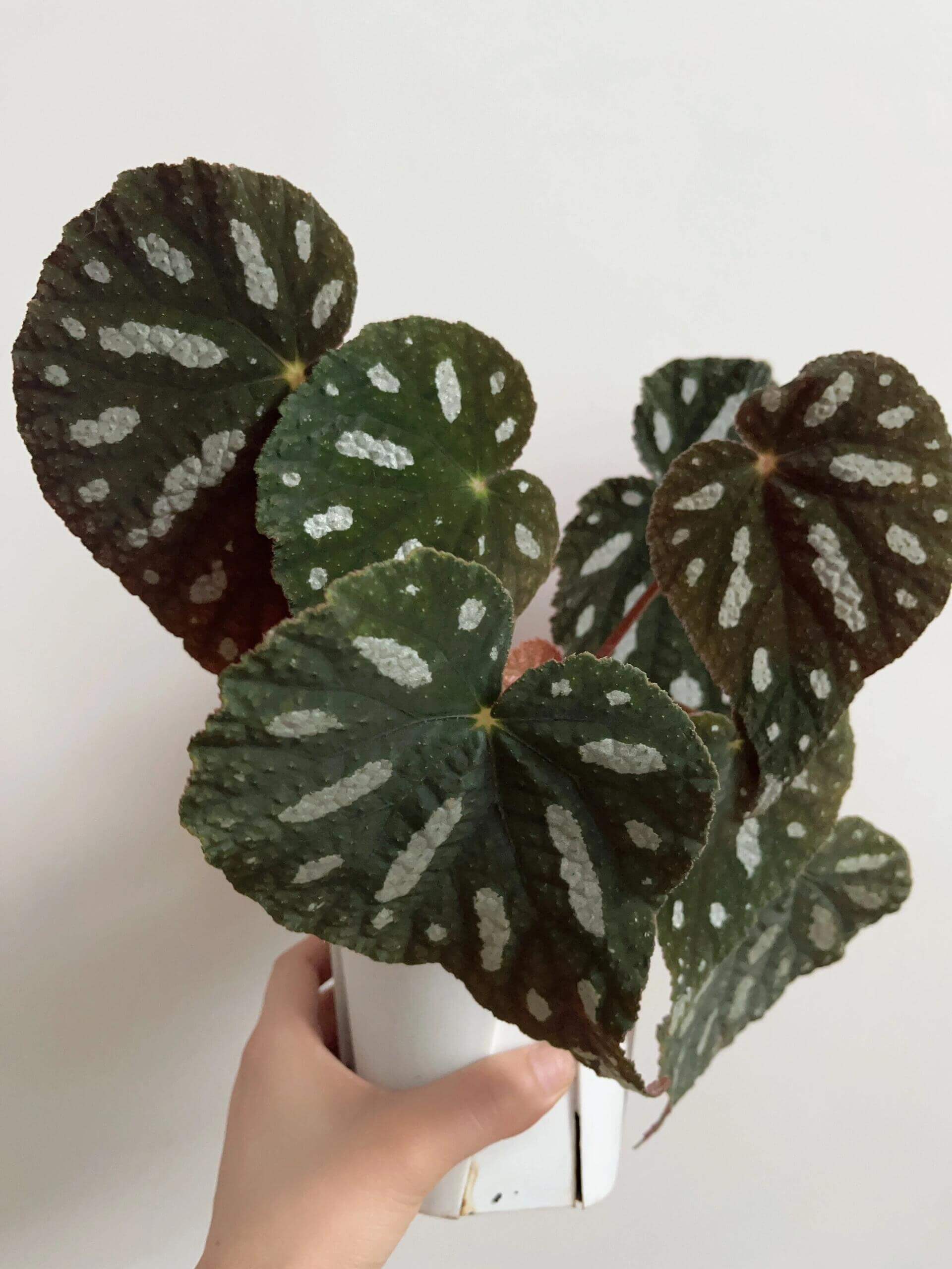 Begonia filiformis is a rare and fascinating Begonia species, native to the subtropical regions of Guangxi, China, and northern Vietnam. Known for its unique leaf patterns, featuring delicate white spots between the main veins, and its compact growth, this plant is perfect for collectors and those looking to add a distinctive touch to their indoor spaces.
