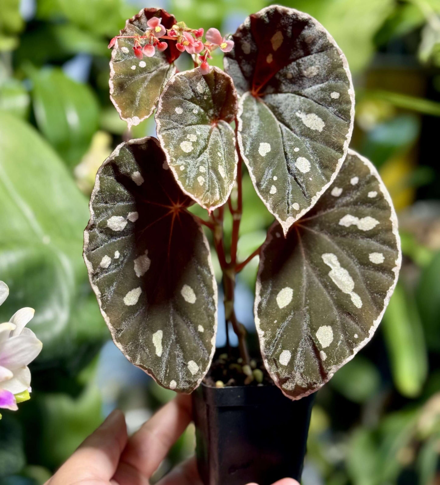 Begonia sp. Sarawak ‘Spots’ is a rare and exquisite Begonia species native to the Sarawak region of Malaysia. Known for its kidney-shaped, velvety leaves, this Begonia features a mesmerizing pearlescent sheen on the leaf surface. The edges of the leaves are adorned with a delicate silver border, adding a touch of elegance to its overall appearance. When young, the leaves have a soft reddish hue, especially the new growth, which gradually matures to a deep brown or dark bronze as the plant matures.