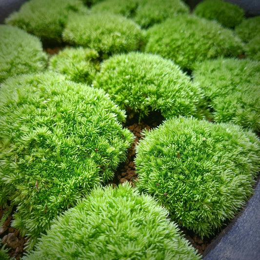 Cushion Moss (Leucobryum glaucum) is a common moss plant that is ideal for use in micro-landscapes, terrariums, and paludariums. Its green and silvery-white leaves make it a visually striking plant in these decorative settings. It is highly resilient and easy to care for, making it perfect for both moss enthusiasts and beginners.