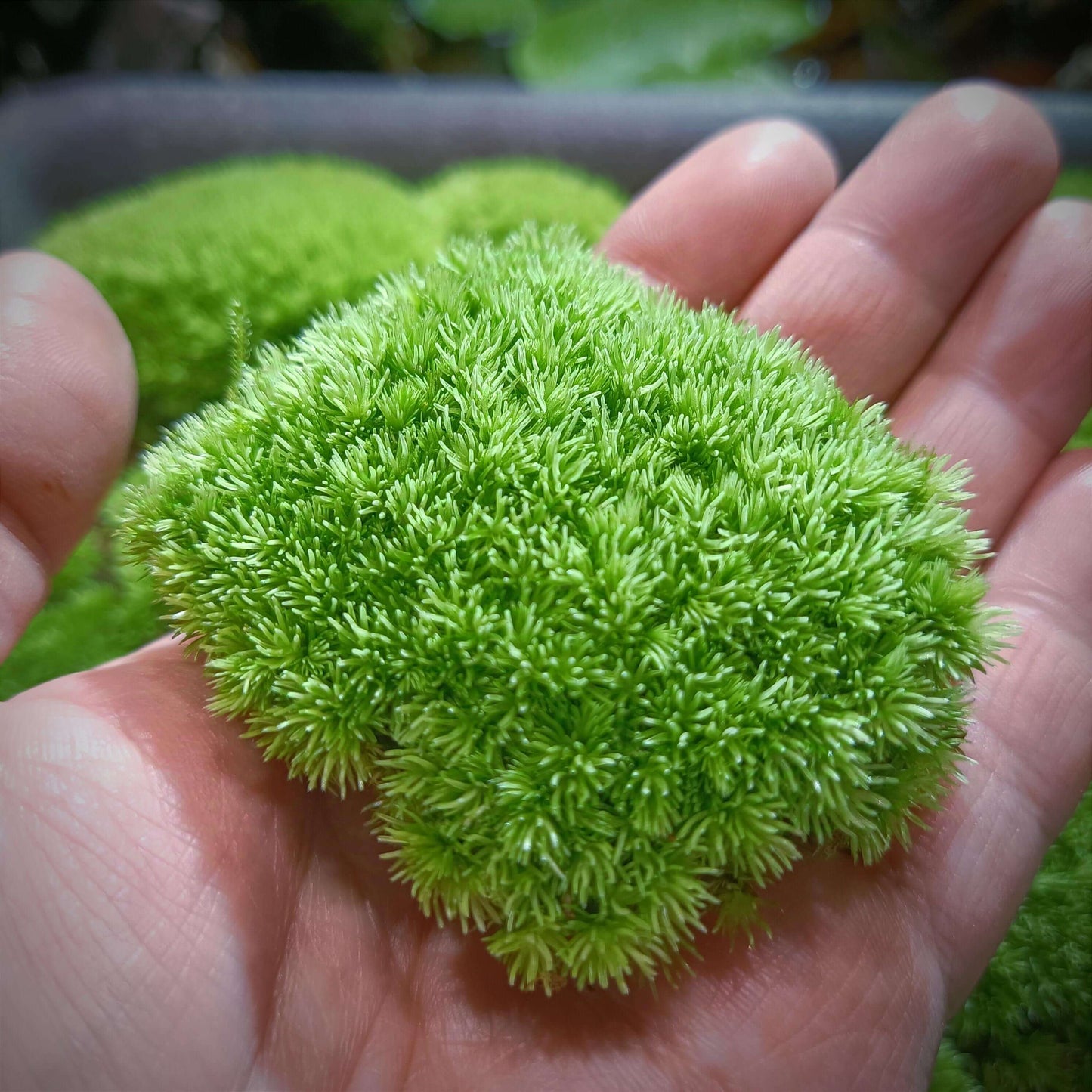 Cushion Moss (Leucobryum glaucum) is a common moss plant that is ideal for use in micro-landscapes, terrariums, and paludariums. Its green and silvery-white leaves make it a visually striking plant in these decorative settings. It is highly resilient and easy to care for, making it perfect for both moss enthusiasts and beginners.