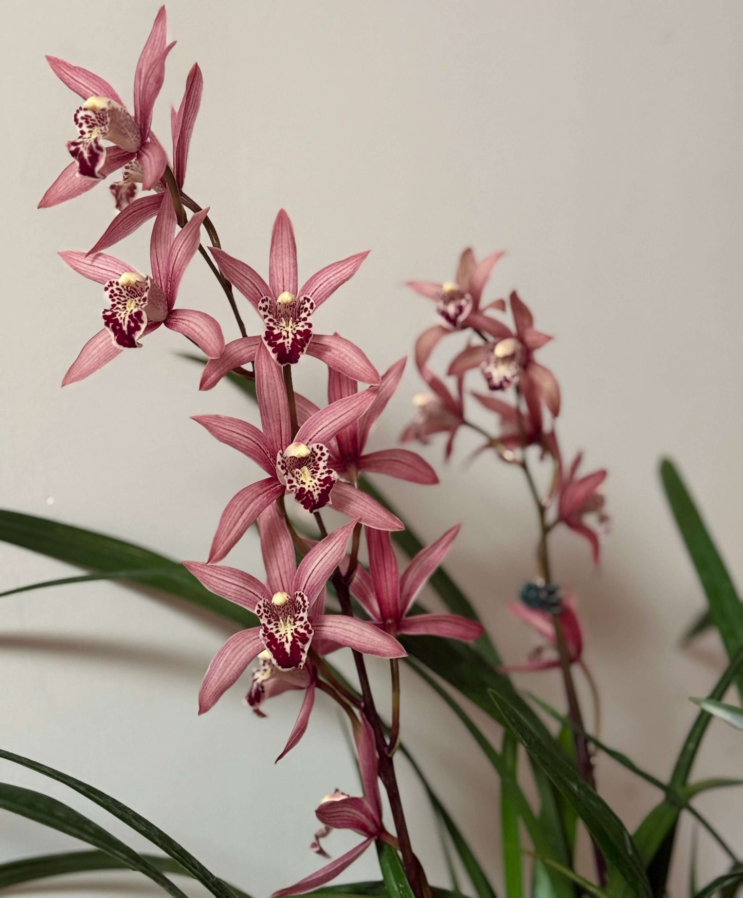 Cymbidium ‘Miss Taipei Unveiled’ is a hybrid in the Cymbidium genus, created by crossing Cymbidium Super Baby with Cymbidium sinense.