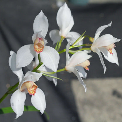 Cymbidium erythrostylum is a beautiful compact species native to Vietnam, where it grows around 1,500 m elevation as an epiphyte, lithophyte, or occasionally terrestrially. It develops narrow, flattened pseudobulbs and slender, arching foliage, with mature plants producing elegant flower spikes carrying several large, showy blooms.