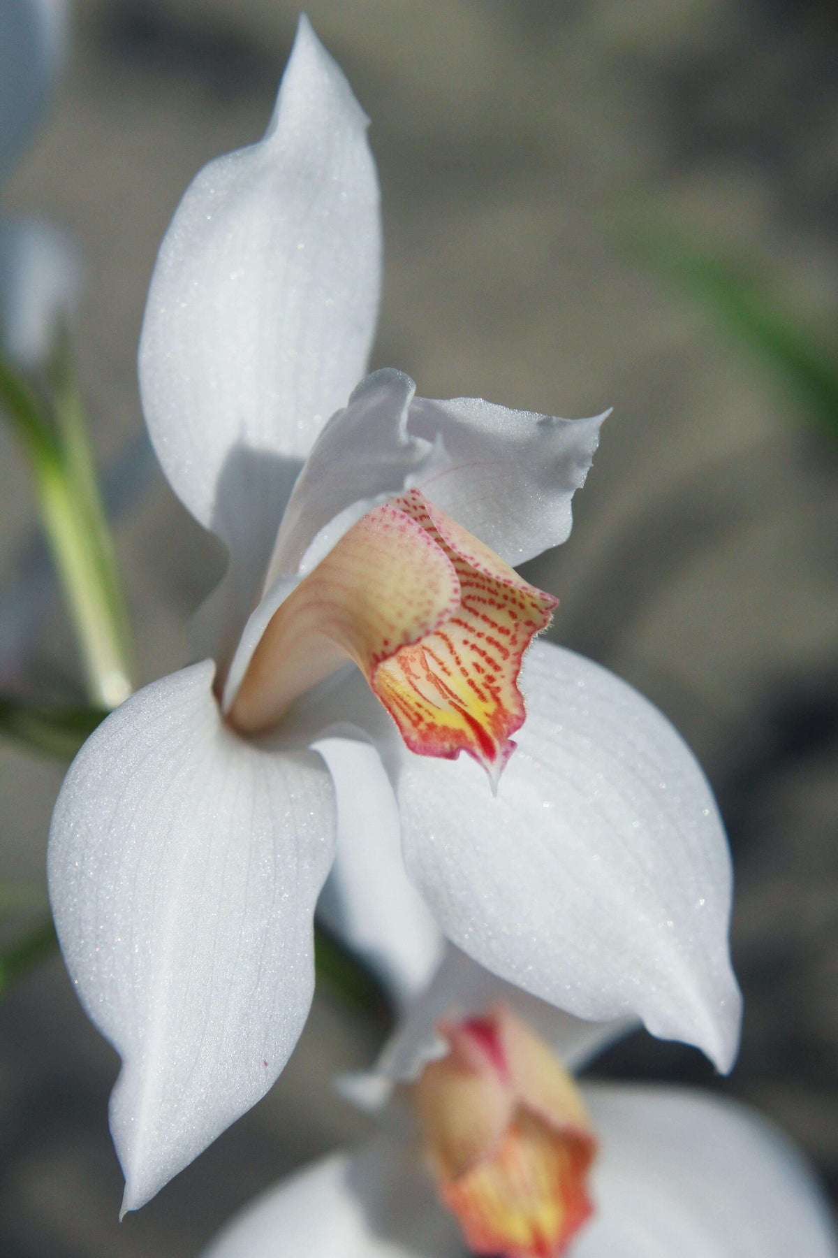 Cymbidium erythrostylum is a beautiful compact species native to Vietnam, where it grows around 1,500 m elevation as an epiphyte, lithophyte, or occasionally terrestrially. It develops narrow, flattened pseudobulbs and slender, arching foliage, with mature plants producing elegant flower spikes carrying several large, showy blooms.