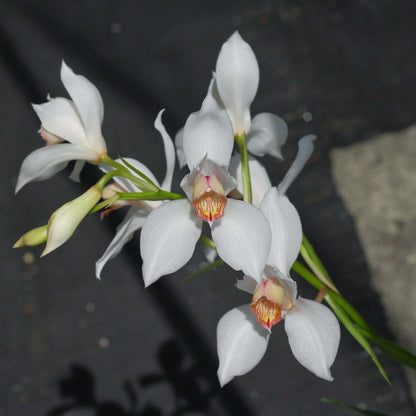 Cymbidium erythrostylum is a beautiful compact species native to Vietnam, where it grows around 1,500 m elevation as an epiphyte, lithophyte, or occasionally terrestrially. It develops narrow, flattened pseudobulbs and slender, arching foliage, with mature plants producing elegant flower spikes carrying several large, showy blooms.