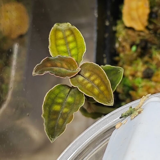 Cystorchis stenoglossa is a rare terrestrial orchid native to northern Sumatra, Indonesia, typically found at elevations between 670 and 1,000 meters. This miniature species is highly prized among orchid enthusiasts for its striking foliage and subtle, translucent flowers.