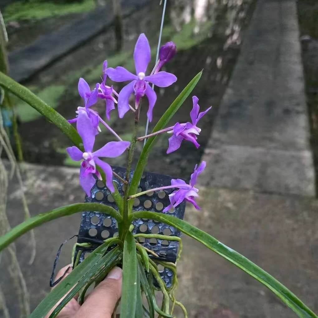 Darwinara Charm ‘Blue Star’ × Paraphalaenopsis laycockii is an epiphytic orchid hybrid that blends the traits of a Darwinara Charm ‘Blue Star’ (an intergeneric Vanda-alliance hybrid known for blue-purple fragrant flowers) with Paraphalaenopsis laycockii.