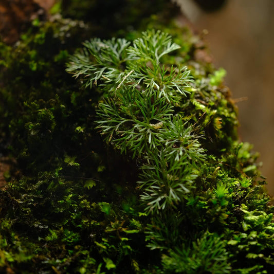 Davallia parvula is a charming epiphytic fern native to the humid forests of Southeast Asia, particularly Borneo. Its delicate, finely divided fronds and fuzzy, creeping rhizomes make it an excellent choice for terrariums and vivariums.