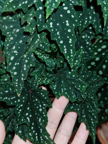 Begonia 'Izumo no Kiraboshi' is a hybrid begonia cultivar from Japan, characterized by dark green leaves dotted with white spots. The leaves are small and pointed, with slightly serrated, cut-like edges, and their undersides show a vibrant purple-red hue.