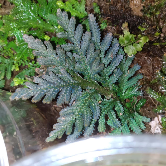 Selaginella delicatula, commonly known as the delicate spikemoss, is a perennial herbaceous plant in the Selaginellaceae family. Native to tropical and subtropical regions of Asia, including southern China, Taiwan, and Southeast Asia, this species is renowned for its finely textured, fern-like foliage.