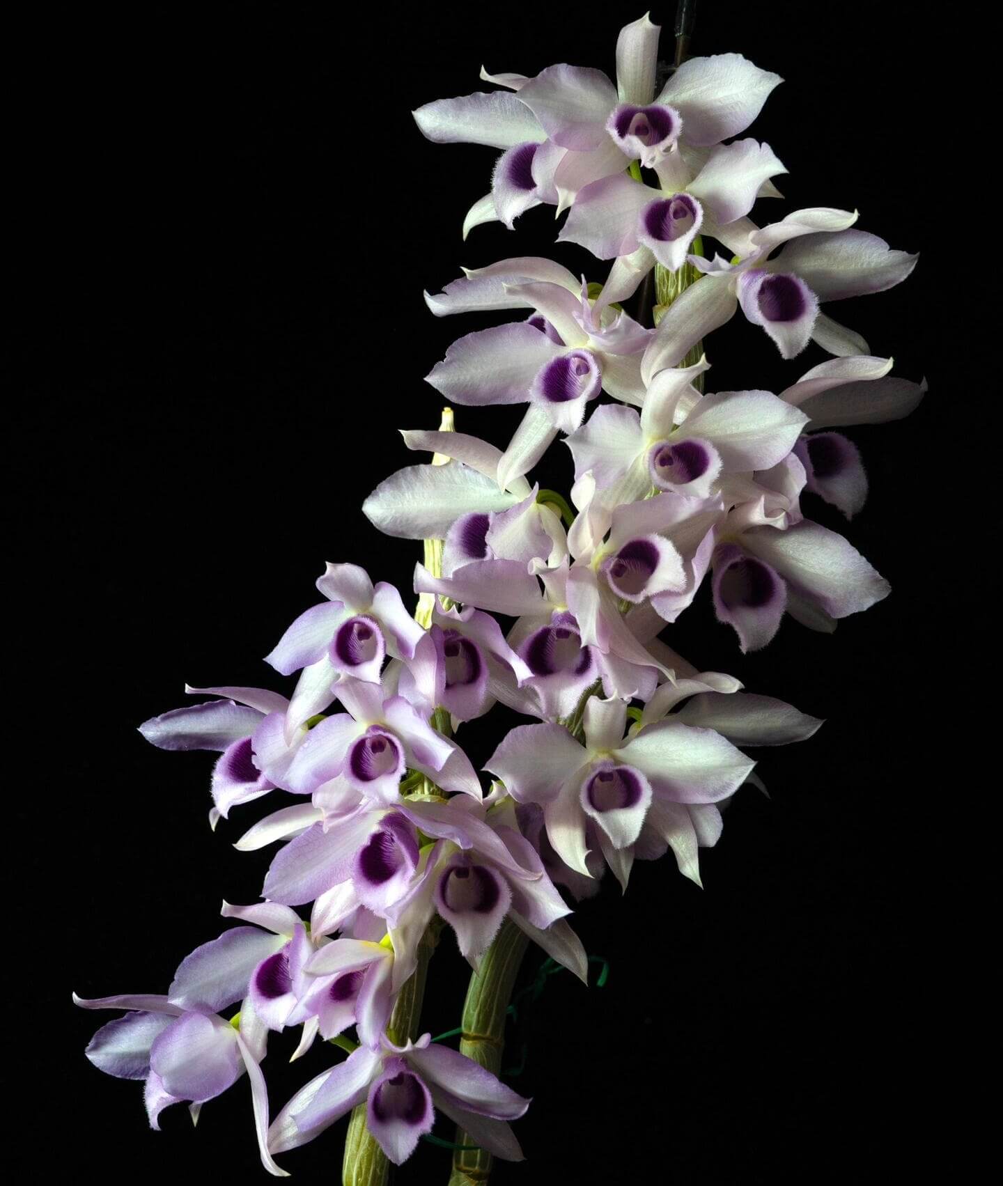 Dendrobium Nestor 'Blue dragon' is a primary hybrid orchid, created by crossing the species Dendrobium anosmum 'Touch of class' × Dendrobium parishii fma. coerulea.