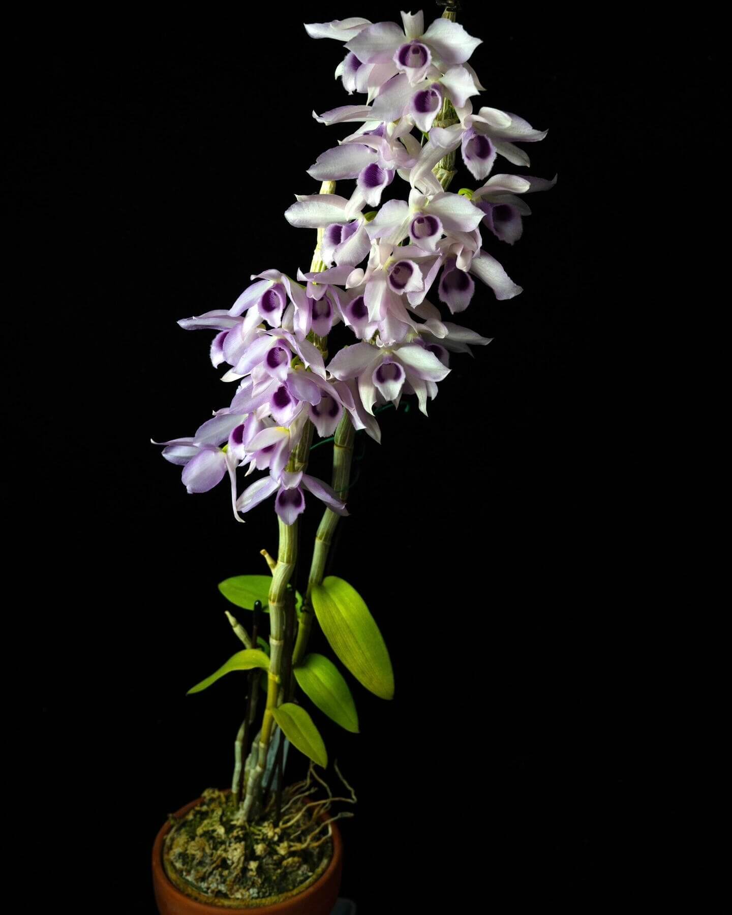 Dendrobium Nestor 'Blue dragon' is a primary hybrid orchid, created by crossing the species Dendrobium anosmum 'Touch of class' × Dendrobium parishii fma. coerulea.