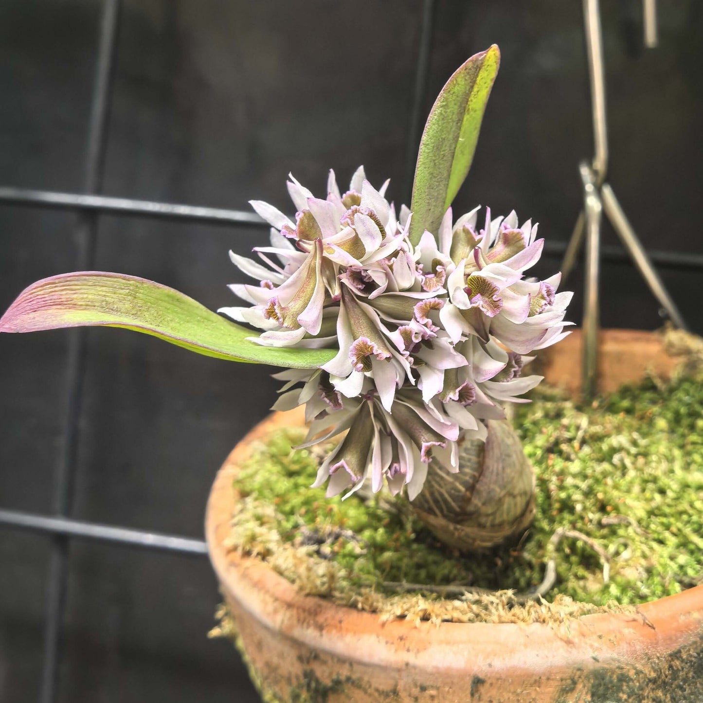 Dendrobium peguanum is a captivating miniature orchid species native to the eastern Himalayas, including regions of India, Nepal, Sikkim, Myanmar, and Thailand. It thrives in hot, humid environments at elevations of 300–400 meters above sea level, often found growing on shrubs and rocks near streams.
