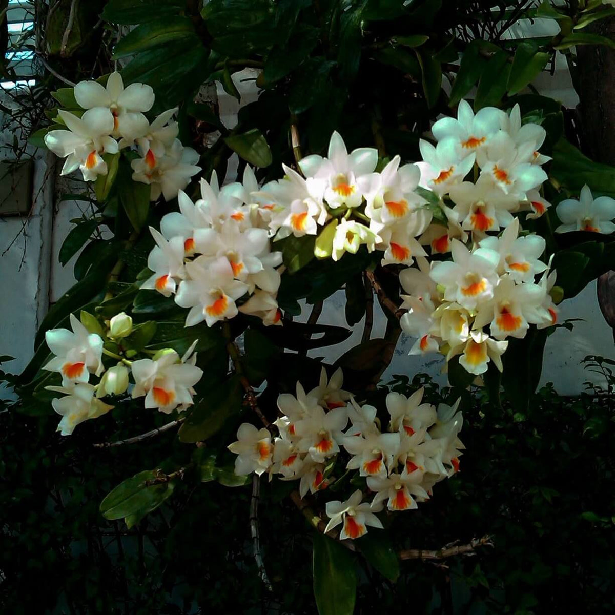 Dendrobium Roongkamol Vejvarut is an attractive hybrid between Dendrobium Dawn Maree and Dendrobium formosum, valued for its large, elegant flowers and repeat flowering potential. The flowers are predominantly white, with a contrasting yellow to golden throat and a prominent lip. Its canelike stems and green foliage reflect the characteristics of its Formosae section ancestry.