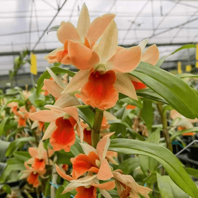 Dendrobium Roongkamol Vejvarut ‘Varitgland’ FCC/OST
