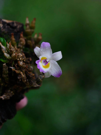 Dendrobium wangliangii is a rare and delicate orchid species native to the temperate regions of northern Yunnan Province, China. This species is notable for its compact size and cold-growing nature, thriving at elevations between 1,000 and 2,200 meters in deciduous mixed and evergreen forests, often found on Quercus trees.