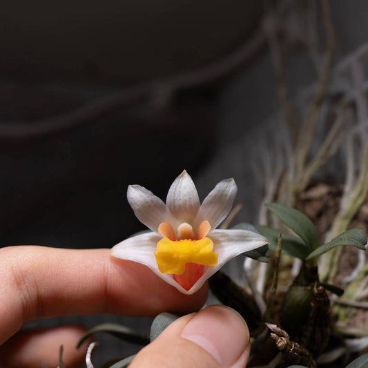 Dendrobium bellatulum is a miniature epiphytic orchid native to the eastern Himalayas and northern Indochina, including regions of Myanmar, Thailand, Laos, Vietnam, and southern China. It thrives at elevations ranging from 700 to 2,100 meters in bright, deciduous forests.