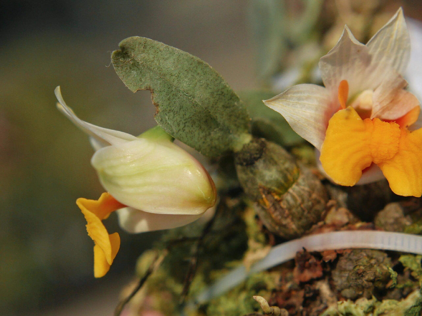 Dendrobium bellatulum is a miniature epiphytic orchid native to the eastern Himalayas and northern Indochina, including regions of Myanmar, Thailand, Laos, Vietnam, and southern China. It thrives at elevations ranging from 700 to 2,100 meters in bright, deciduous forests.