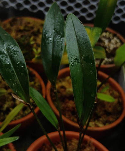 Dendrobium ajoebii, a species identified by J.J. Smith in 1913, is a miniature to small-sized epiphytic orchid native to the montane forests of New Guinea, typically found at elevations between 900 and 1600 meters.