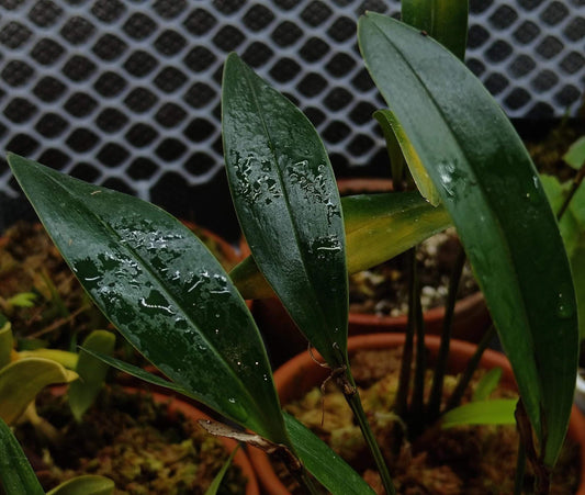 Dendrobium ajoebii, a species identified by J.J. Smith in 1913, is a miniature to small-sized epiphytic orchid native to the montane forests of New Guinea, typically found at elevations between 900 and 1600 meters.