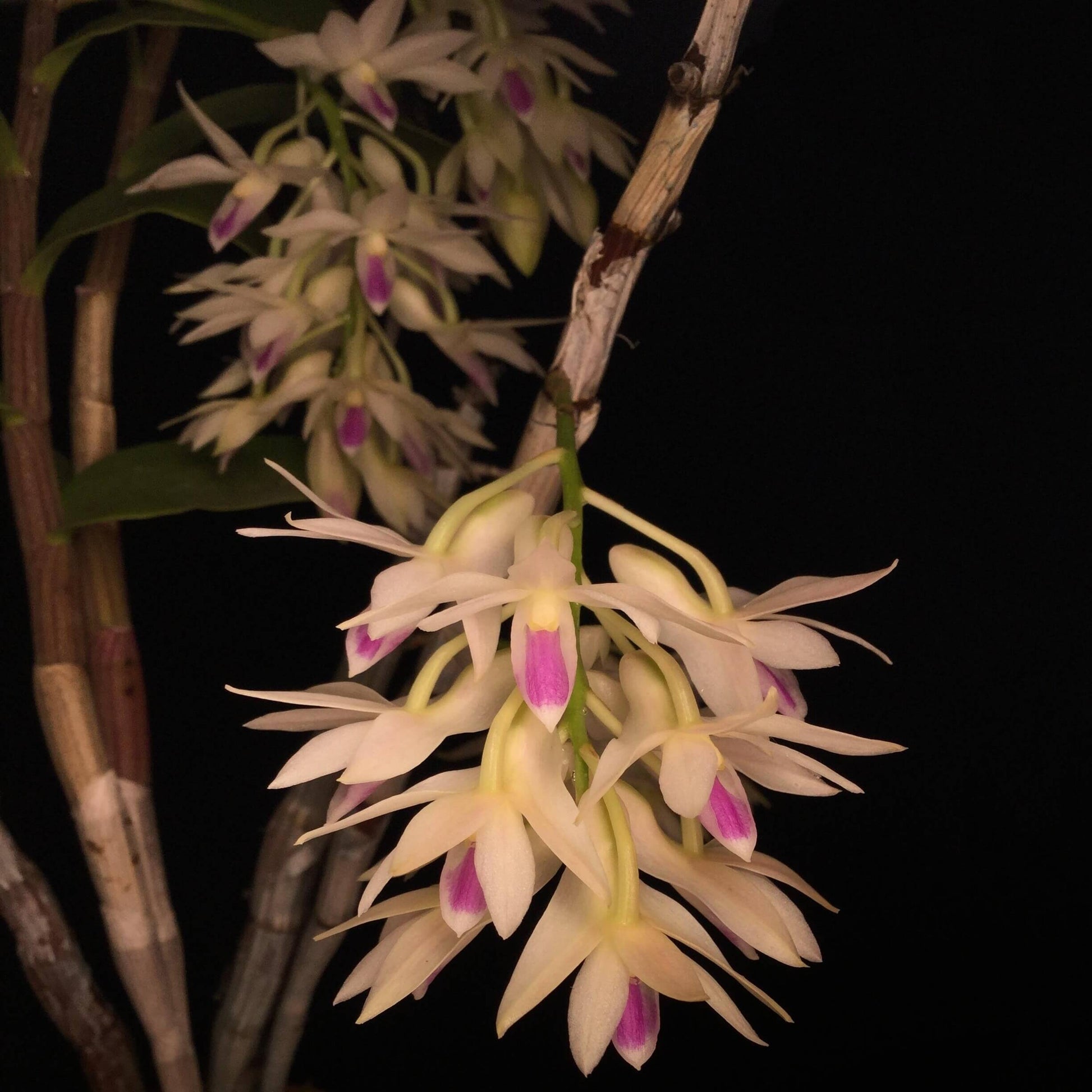 Dendrobium amethystoglossum is a striking, cool-growing epiphytic orchid native to northern Luzon in the Philippines, where it grows in wet tropical montane environments. It forms tall, slender, cane-like pseudobulbs with narrow green leaves and produces impressive pendulous racemes from the upper portions of mature canes.