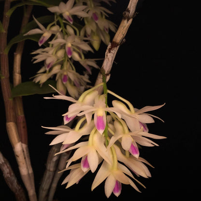 Dendrobium amethystoglossum is a striking, cool-growing epiphytic orchid native to northern Luzon in the Philippines, where it grows in wet tropical montane environments. It forms tall, slender, cane-like pseudobulbs with narrow green leaves and produces impressive pendulous racemes from the upper portions of mature canes.