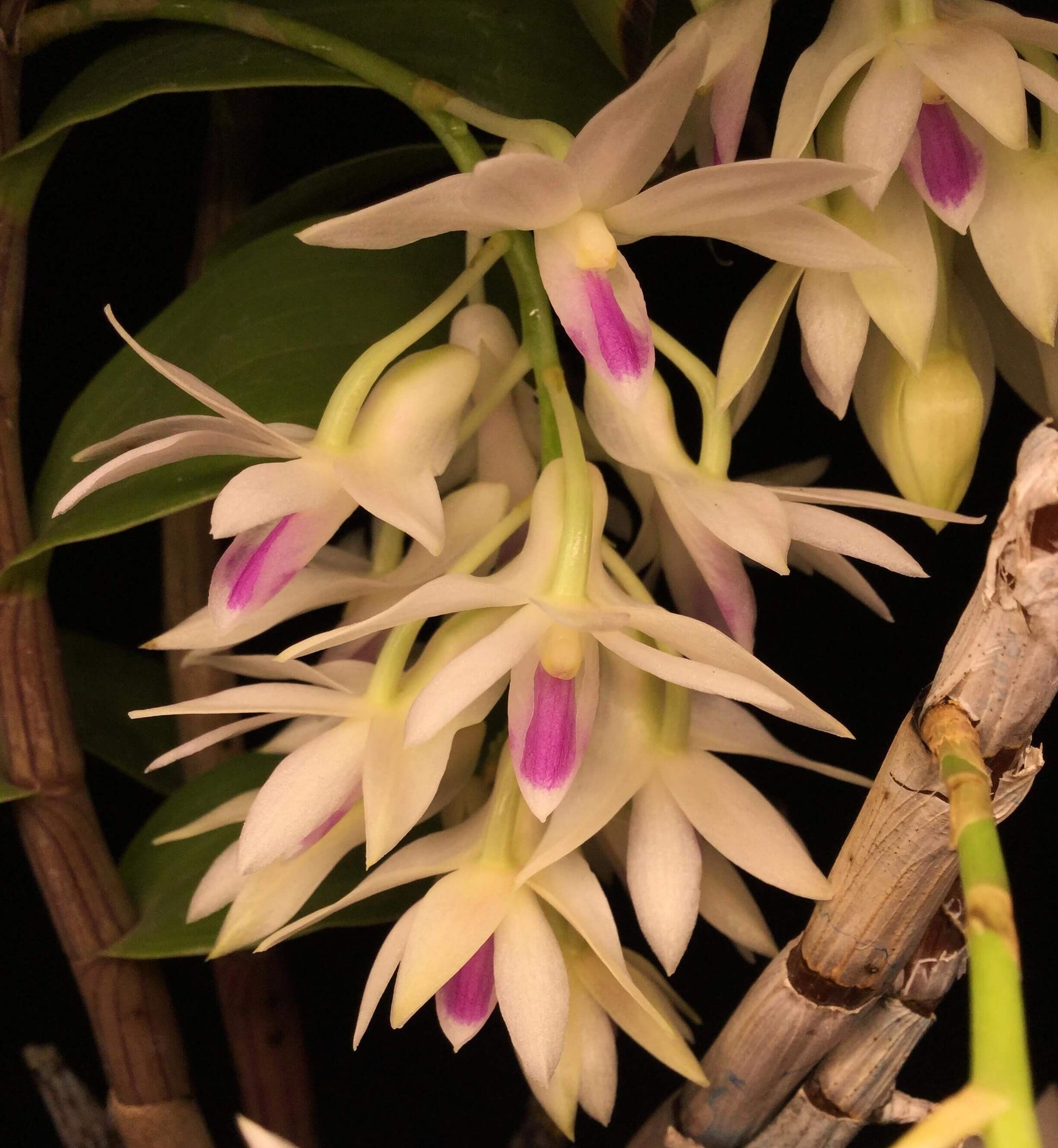 Dendrobium amethystoglossum is a striking, cool-growing epiphytic orchid native to northern Luzon in the Philippines, where it grows in wet tropical montane environments. It forms tall, slender, cane-like pseudobulbs with narrow green leaves and produces impressive pendulous racemes from the upper portions of mature canes.