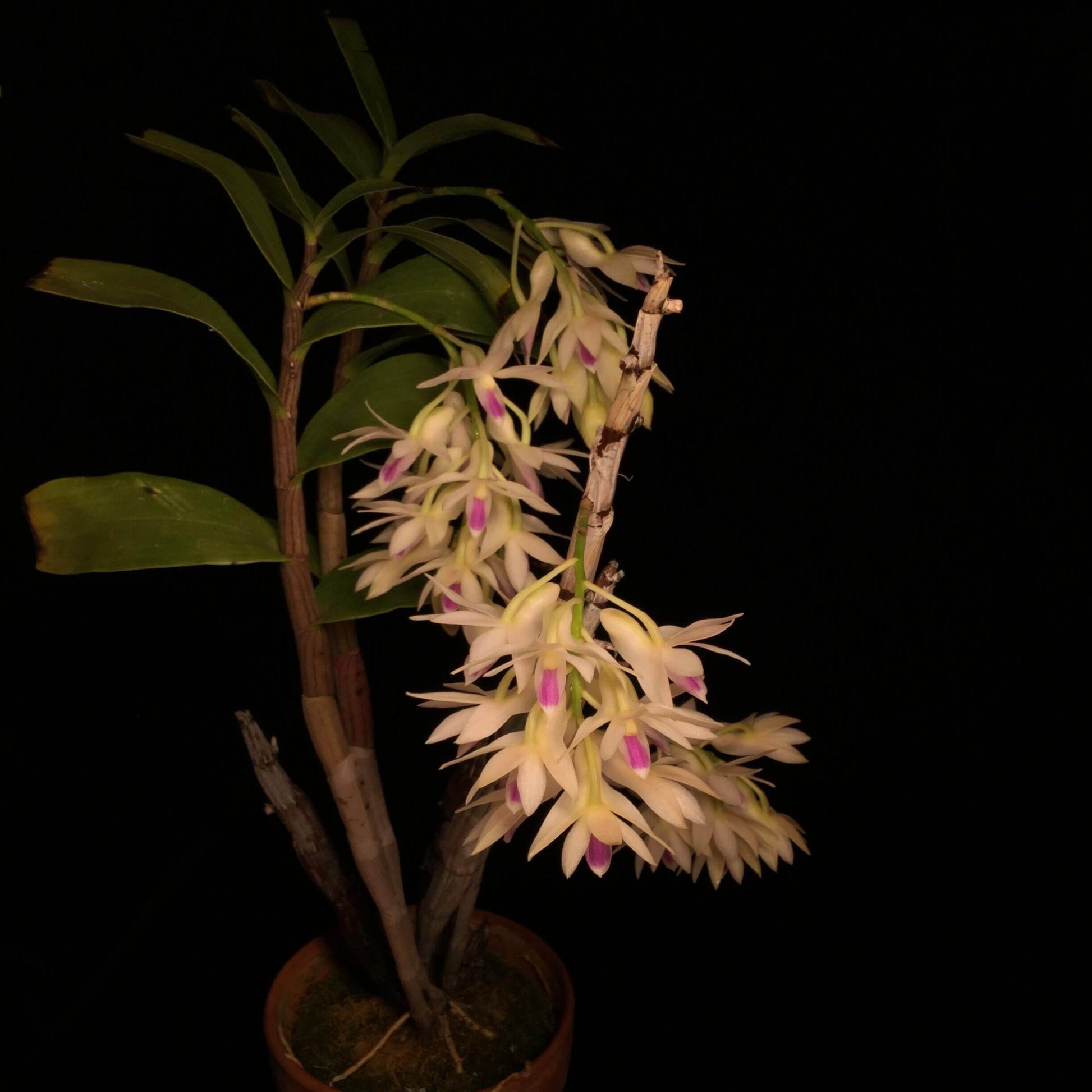 Dendrobium amethystoglossum is a striking, cool-growing epiphytic orchid native to northern Luzon in the Philippines, where it grows in wet tropical montane environments. It forms tall, slender, cane-like pseudobulbs with narrow green leaves and produces impressive pendulous racemes from the upper portions of mature canes.