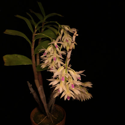 Dendrobium amethystoglossum is a striking, cool-growing epiphytic orchid native to northern Luzon in the Philippines, where it grows in wet tropical montane environments. It forms tall, slender, cane-like pseudobulbs with narrow green leaves and produces impressive pendulous racemes from the upper portions of mature canes.