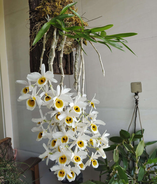 Dendrobium bensoniae is a charming miniature orchid species native to northeastern India (Assam, Mizoram, Manipur), Bangladesh, Myanmar, and Thailand. This epiphytic orchid is known for its fragrant, white flowers adorned with yellow and maroon markings, making it a delightful addition to any orchid collection.